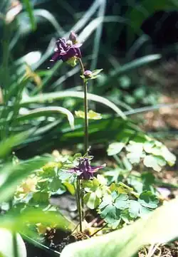 An aquilegia in flower in a verdant environment, tall and slender with purple petals