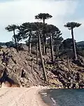Araucaria araucana in the Argentine Andes