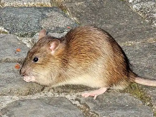 A brown rat eating.