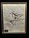 Archaeopteryx fossil cast.