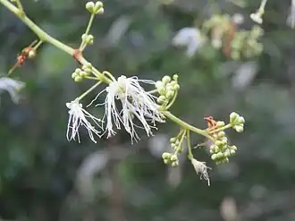 A. bigeminum flowers