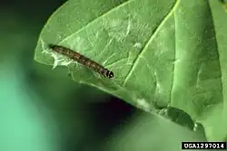 Caterpillar