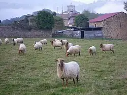 Sheep on a farm