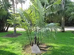 Young specimen of Arenga engleri