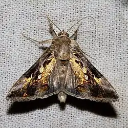 Argyrogramma signata