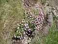 Larval foodplant. Thrift (Armeria maritima)