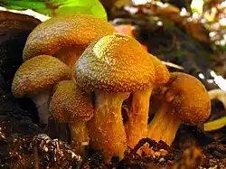 A group of five yellow-brown mushrooms clustered together. The mushroom caps are roughly convex, and have their edges rolled inwards towards the stem. The cap surfaces are covered with small short yellow scales. The stems are thick, with a thickness of about a third to a half the width of the caps. The mushrooms are growing in the dirt.