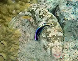 A cleaner fish removing parasites from its client, a pufferfish