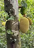 Jackfruit