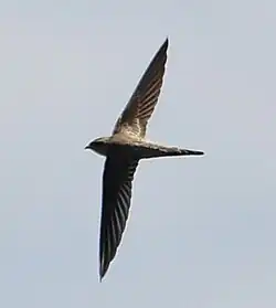 Asian palm swift upper