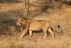 Male Asiatic lion in Gir National Park