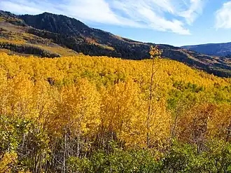 Aspens during fall in the mountains of the Richfield Ranger District.