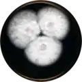 Aspergillus pulvericola growing on MEAOX plate