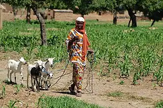 A smallholder with goats in Burkina Faso
