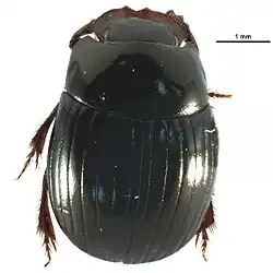 Species specimen. Large, round beetle with a black shell.