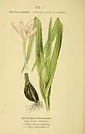 Botanical illustration of Colchicum autumnale