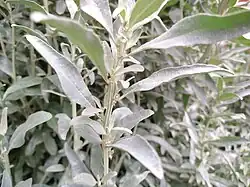 The discrete female flower in the leaf axil.