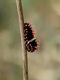 Pre-pupal caterpillar