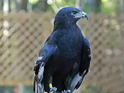 Carolina Raptor Center