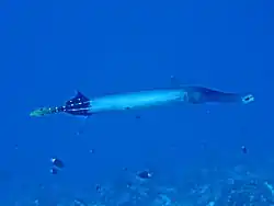 A. chinensis showing the black rear part of the body