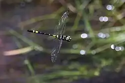 In the Herbert River south of Innot Hot Springs, Queensland