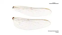 Female wings
