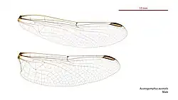 Male wings