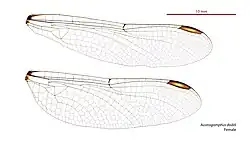 Female wings