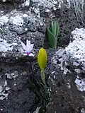 The autumn-flowering variety (C. persicum var. autumnale) with Sternbergia clusiana in the Golan Heights