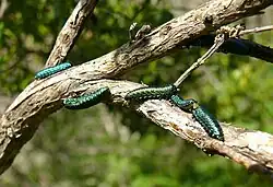 Five metallic green larvae on a stick