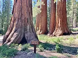 Group of sequoia trees known as the "Bachelor and Three Graces" located in Mariposa Grove, Yosemite National Park - June 2022