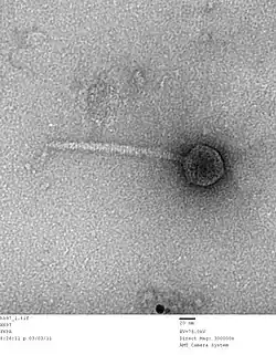 A transmission electron micrograph of bacteriophage HK97