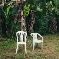 Two white plastic chairs on grass with multiple banana trees in the background.