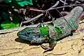 Moulting European green lizard