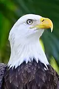 Bald eagle