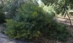 a squat shrub with fine foliage around a metre high