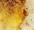 Two crystals with small light yellow-orange ice-like grains twining side-by-side, but a clear gap between; selenium contamination darkens the left one.