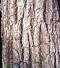 Bark closeup