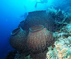 Barrel sponge