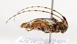 An image of Baryssinus silviae