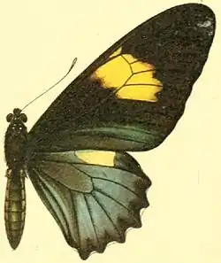 B. b. belus female-f. amazonis R. and J, which resembles the female of subspecies varus