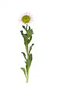 Erigeron glaucus