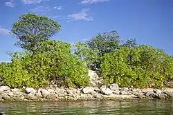 Image 9Scaevola taccada and Guettarda speciosa grow near the beach on Nanumea Atoll (from Geography of Tuvalu)