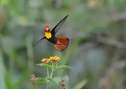 Male in flight