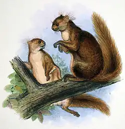 Drawing of brown squirrels