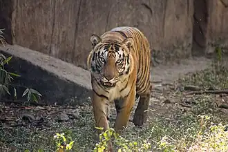 Indian Tiger