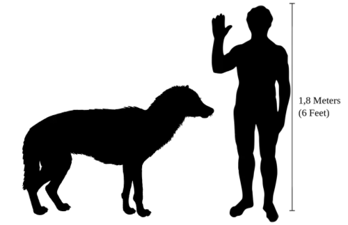 Beringian wolf coming up to human waist height, about as long as a human is in height