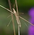 Stilt bug, Berytidae