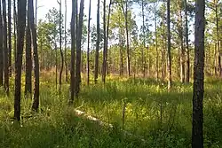 The same vicinity as previous image five months after the fire. Big Thicket National Preserve, Hickory Creek Savannah Unit, Tyler Co. Texas; 20 Aug 2020