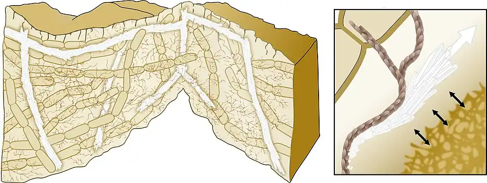 Model for biomineralization-mediated scaffolding of bacterial biofilms A directed growth of the calcium carbonate crystals allows mechanical support of the 3D structure. The bacterial extracellular matrix (brown) promotes the crystals' growth in specific directions.[115][114]